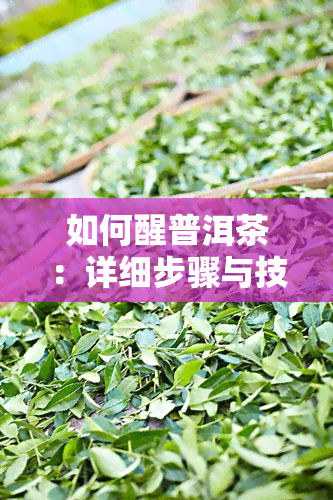 如何醒普洱茶：详细步骤与技巧视频