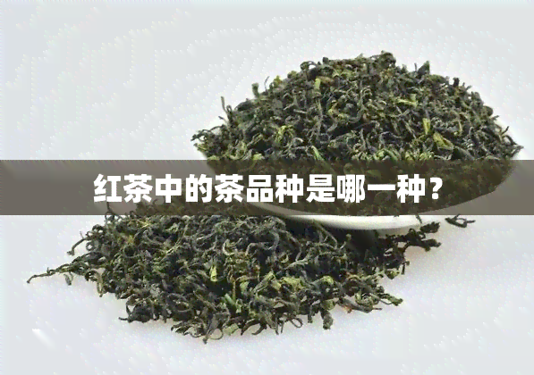 红茶中的茶品种是哪一种？