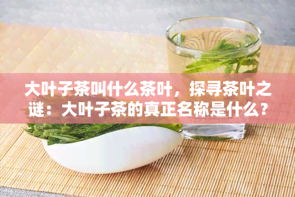 大叶子茶叫什么茶叶，探寻茶叶之谜：大叶子茶的真正名称是什么？