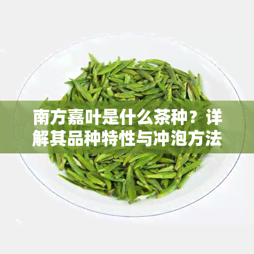 南方嘉叶是什么茶种？详解其品种特性与冲泡方法