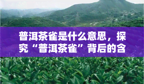 普洱茶雀是什么意思，探究“普洱茶雀”背后的含义和文化内涵