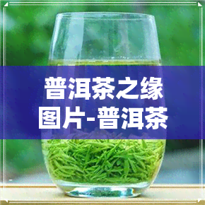 普洱茶之缘图片-普洱茶之缘图片大全