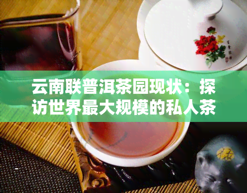 云南联普洱茶园现状：探访世界更大规模的私人茶园