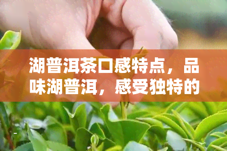 湖普洱茶口感特点，品味湖普洱，感受独特的口感特点