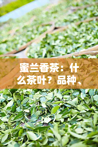 蜜兰香茶：什么茶叶？品种、制作全解析