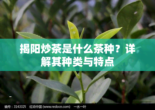 揭阳炒茶是什么茶种？详解其种类与特点