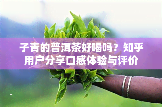 子青的普洱茶好喝吗？知乎用户分享口感体验与评价