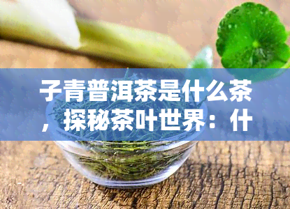 子青普洱茶是什么茶，探秘茶叶世界：什么是子青普洱茶？