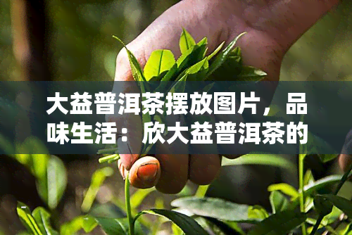 大益普洱茶摆放图片，品味生活：欣大益普洱茶的美丽摆设图片