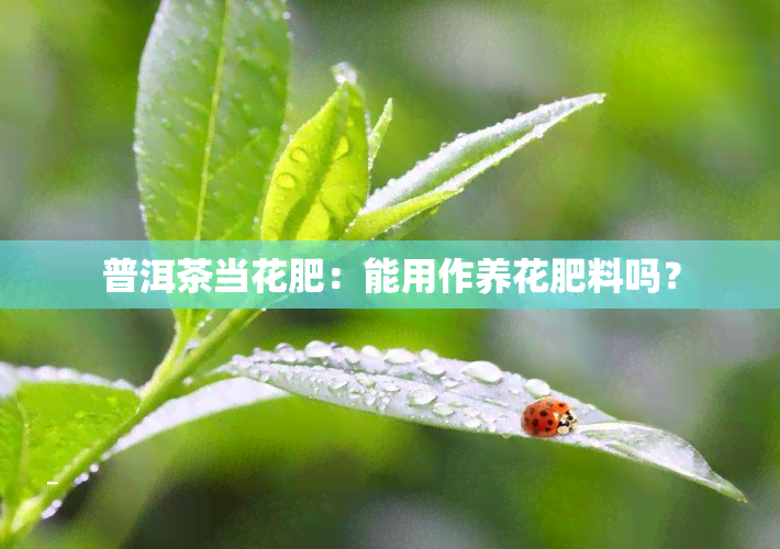 普洱茶当花肥：能用作养花肥料吗？