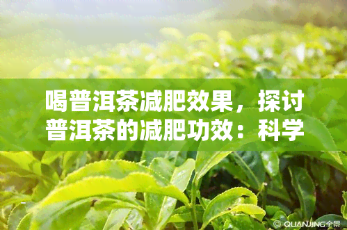 喝普洱茶减肥效果，探讨普洱茶的减肥功效：科学解析与实践应用