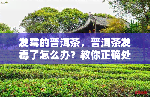 发霉的普洱茶，普洱茶发霉了怎么办？教你正确处理方法！