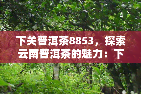 下关普洱茶8853，探索云南普洱茶的魅力：下关普洱茶8853的品鉴与解析