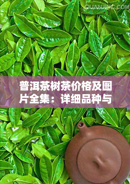 普洱茶树茶价格及图片全集：详细品种与价格对比