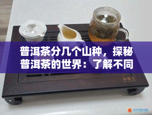 普洱茶分几个山种，探秘普洱茶的世界：了解不同山区的普洱茶种类