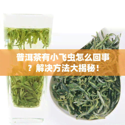 普洱茶有小飞虫怎么回事？解决方法大揭秘！