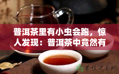 普洱茶里有小虫会跑，惊人发现：普洱茶中竟然有会跑的小虫！