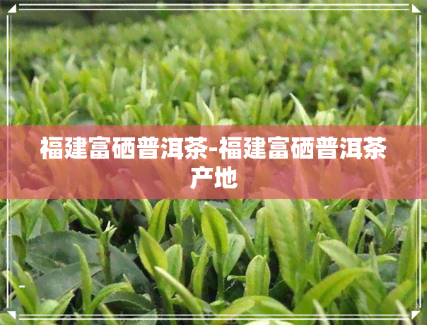 福建富硒普洱茶-福建富硒普洱茶产地