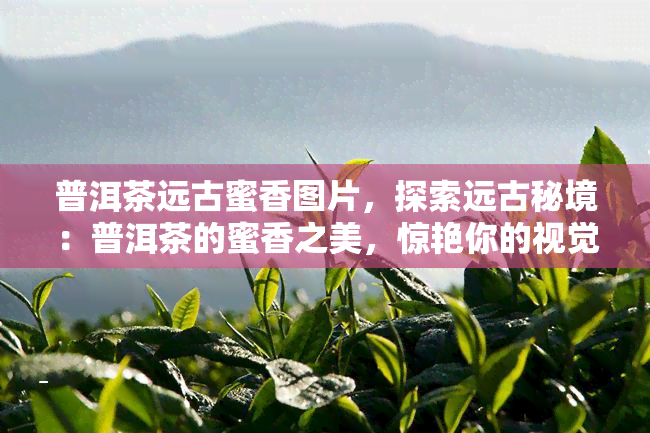 普洱茶远古蜜香图片，探索远古秘境：普洱茶的蜜香之美，惊艳你的视觉与味蕾！