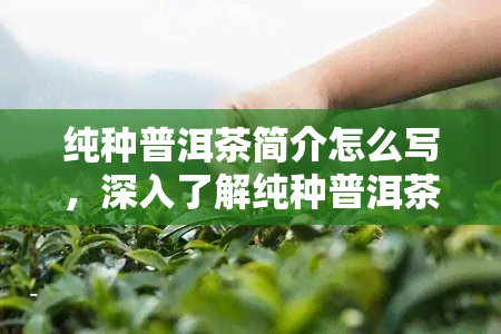 纯种普洱茶简介怎么写，深入了解纯种普洱茶：一份详细的简介