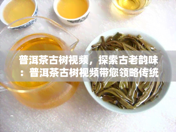 普洱茶古树视频，探索古老韵味：普洱茶古树视频带您领略传统制茶工艺与自然美景的完美结合