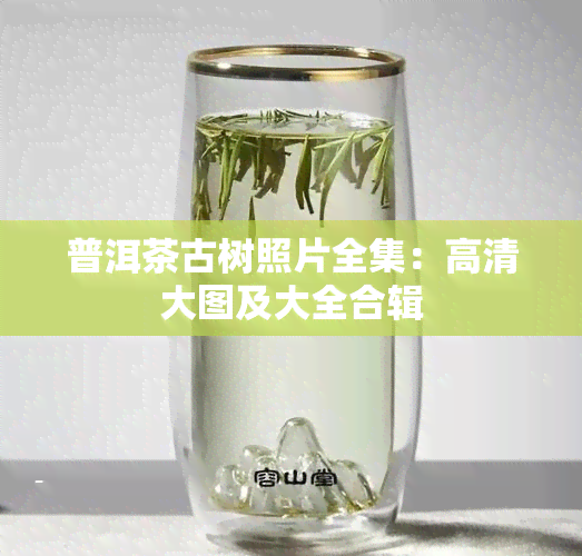 普洱茶古树照片全集：高清大图及大全合辑