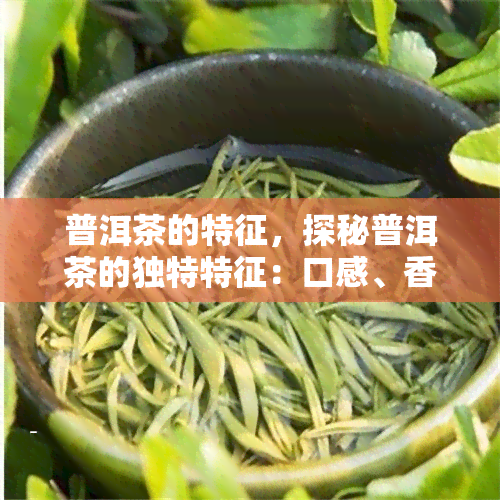 普洱茶的特征，探秘普洱茶的独特特征：口感、香气与健功效