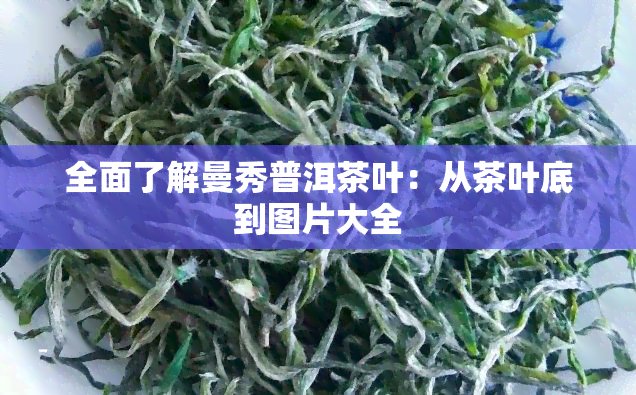 全面了解曼秀普洱茶叶：从茶叶底到图片大全