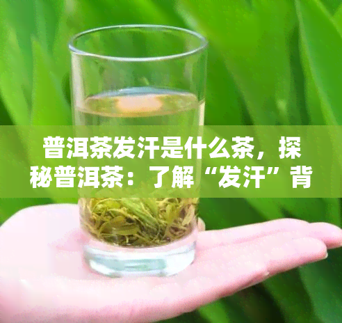 普洱茶发汗是什么茶，探秘普洱茶：了解“发汗”背后的秘密