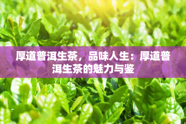 厚道普洱生茶，品味人生：厚道普洱生茶的魅力与鉴