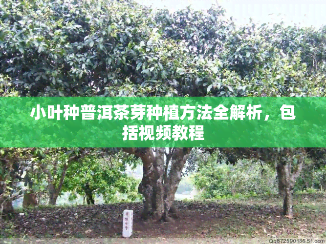 小叶种普洱茶芽种植方法全解析，包括视频教程