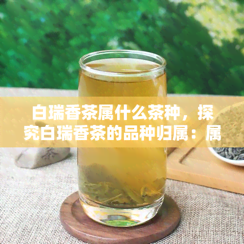 白瑞香茶属什么茶种，探究白瑞香茶的品种归属：属于哪一种茶种？