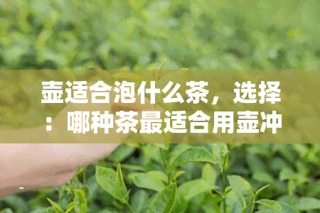 壶适合泡什么茶，选择：哪种茶最适合用壶冲泡？