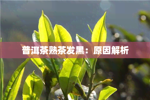 普洱茶熟茶发黑：原因解析