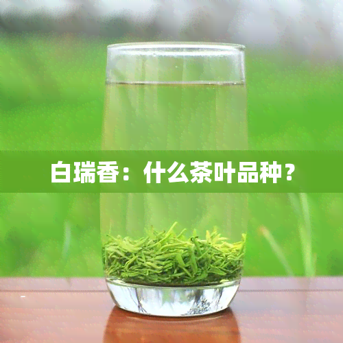 白瑞香：什么茶叶品种？