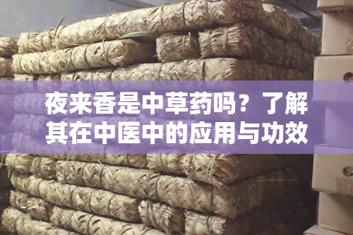 夜来香是中草吗？了解其在中医中的应用与功效