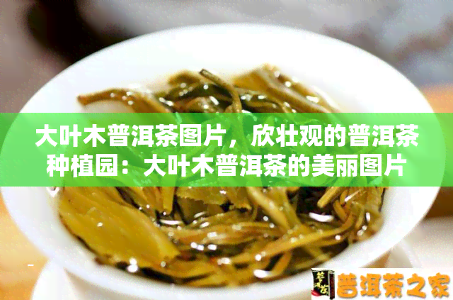 大叶木普洱茶图片，欣壮观的普洱茶种植园：大叶木普洱茶的美丽图片