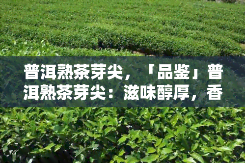 普洱熟茶芽尖，「品鉴」普洱熟茶芽尖：滋味醇厚，香气浓