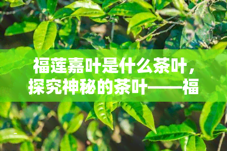 福莲嘉叶是什么茶叶，探究神秘的茶叶——福莲嘉叶