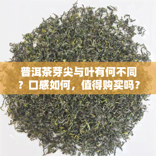 普洱茶芽尖与叶有何不同？口感如何，值得购买吗？