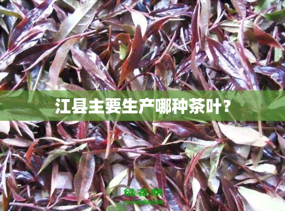 江县主要生产哪种茶叶？