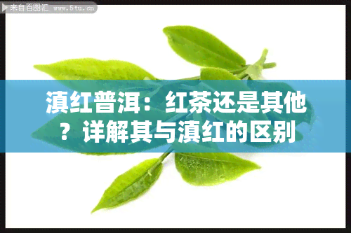 滇红普洱：红茶还是其他？详解其与滇红的区别