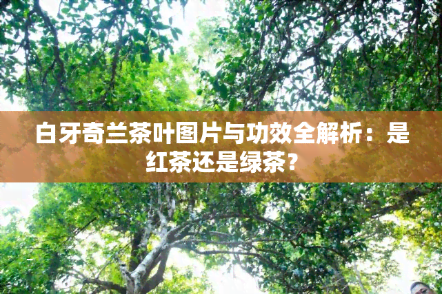 白牙奇兰茶叶图片与功效全解析：是红茶还是绿茶？