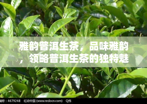 雅韵普洱生茶，品味雅韵，领略普洱生茶的独特魅力