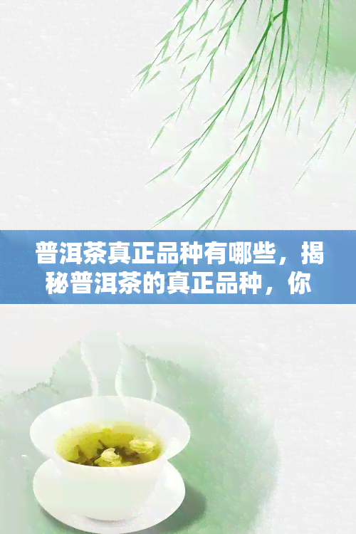 普洱茶真正品种有哪些，揭秘普洱茶的真正品种，你了解多少？