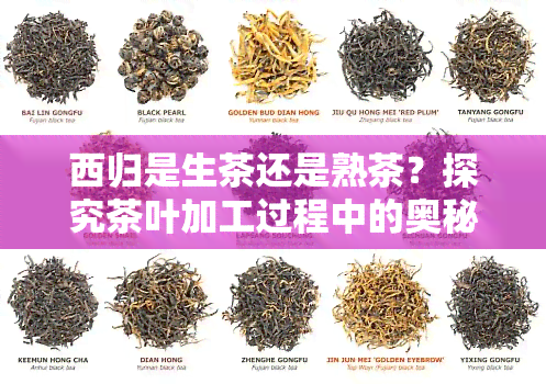 西归是生茶还是熟茶？探究茶叶加工过程中的奥秘