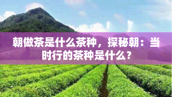 朝做茶是什么茶种，探秘朝：当时行的茶种是什么？