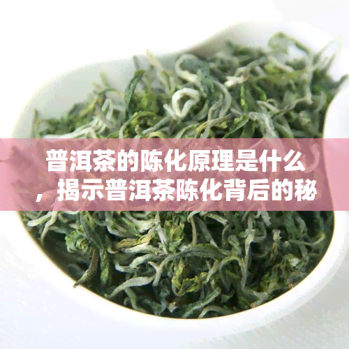 普洱茶的陈化原理是什么，揭示普洱茶陈化背后的秘密：原理解析