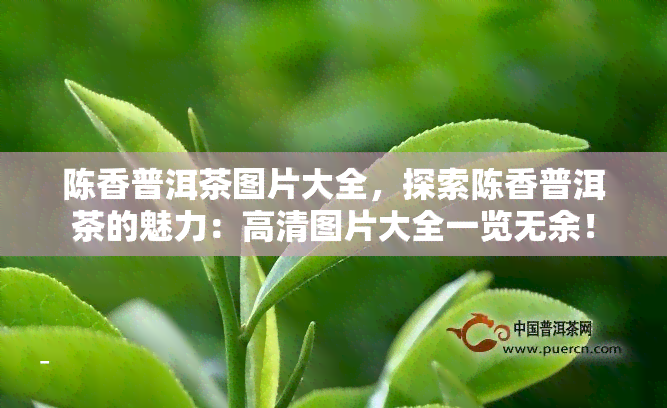 陈香普洱茶图片大全，探索陈香普洱茶的魅力：高清图片大全一览无余！