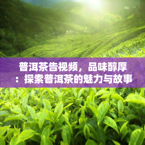 普洱茶告视频，品味醇厚：探索普洱茶的魅力与故事